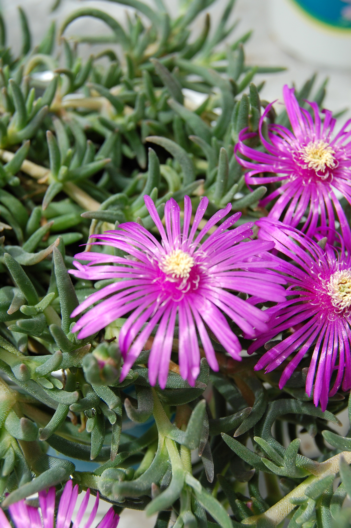 Ice Plant-Purple - Delosperma cooperi from Roots Garden Center Inc
