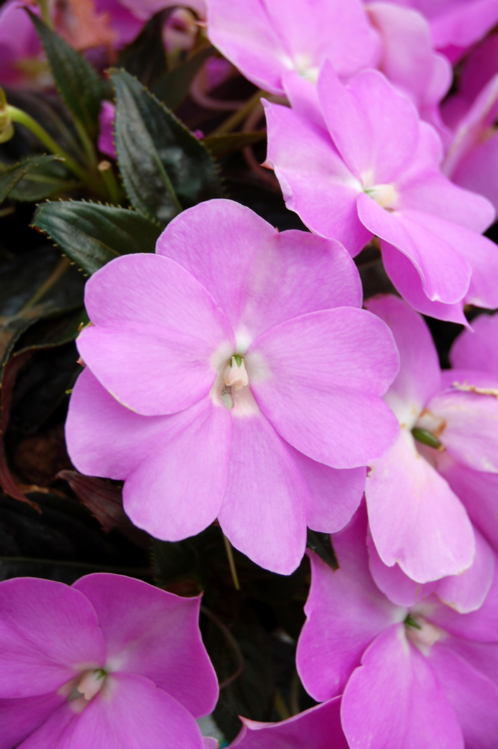 Tropix® Lilac New Guinea Impatiens - Impatiens 'Tropix® Lilac' (New Guinea Impatiens) from Roots Garden Center Inc