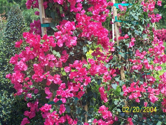 Bougainvillea - Bougainvillea from Roots Garden Center Inc