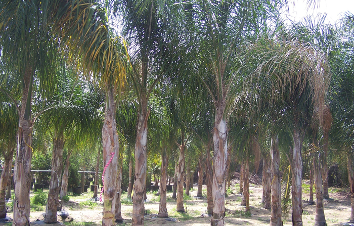 Queen Palm - Arecastrum romanzoffianum from Roots Garden Center Inc