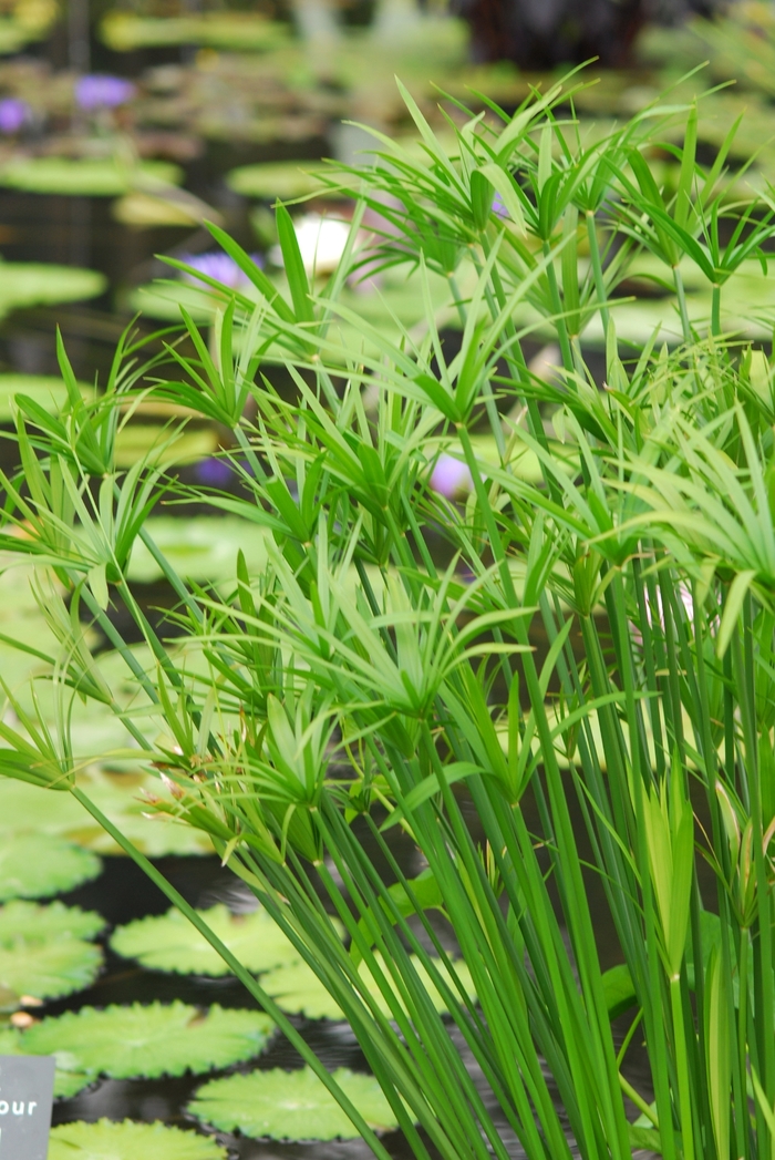 Umbrella Plant - Cyperus alternifolis from Roots Garden Center Inc