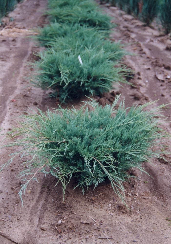 'Grey Owl' Juniper - Juniperus virginiana from Roots Garden Center Inc