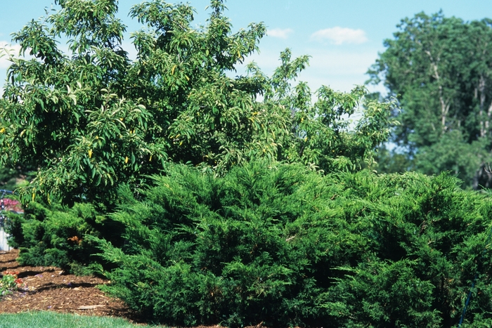 'Sea Green' Juniper - Juniperus chinensis from Roots Garden Center Inc