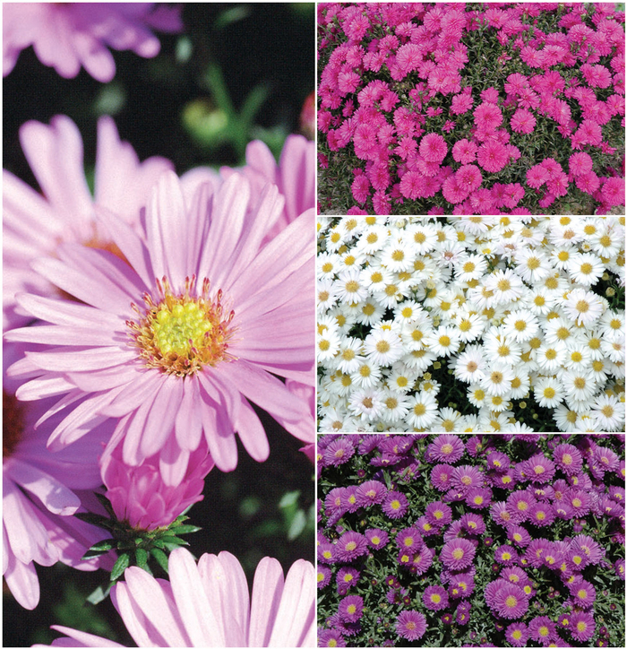 'Multiple Varieties' - Aster from Roots Garden Center Inc