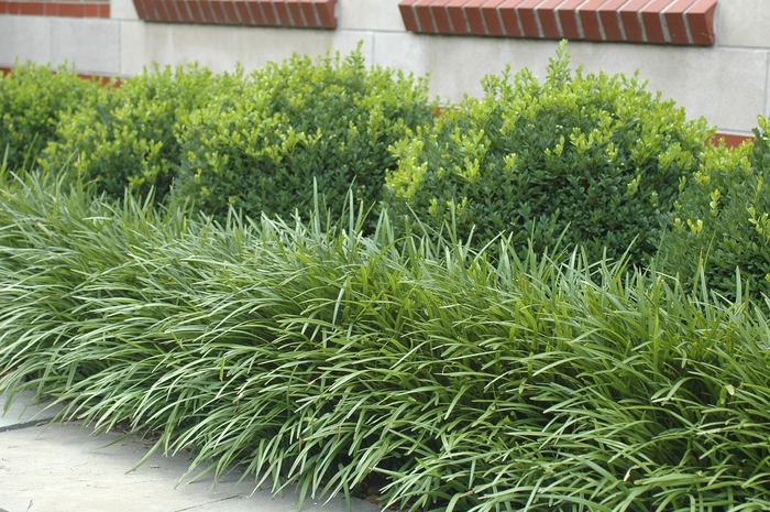 'Big Blue' - Liriope muscari from Roots Garden Center Inc