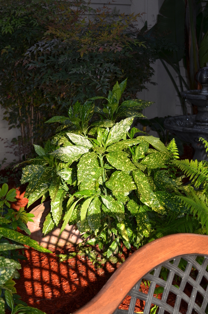 'Gold Dust' Gold Dust Aucuba - Aucuba japonica from Roots Garden Center Inc