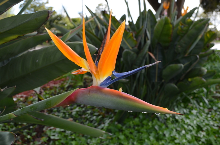 Tropical Bird of Paradise - Strelitzia reginae from Roots Garden Center Inc