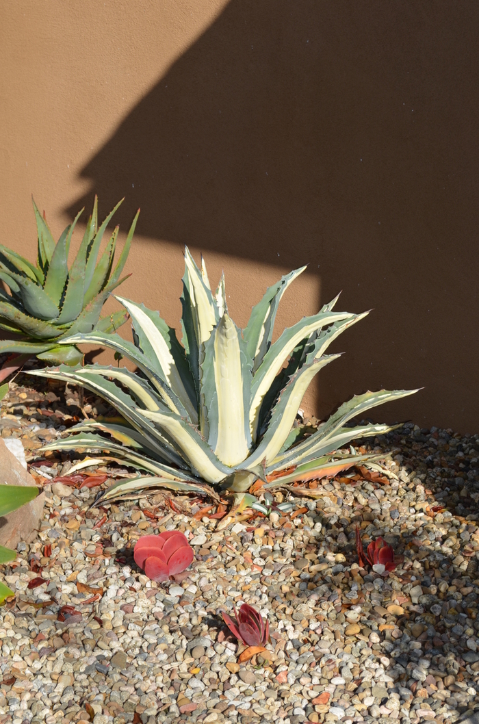 'Alba' White-Striped Century Plant - Agave americana var. medio-picta from Roots Garden Center Inc