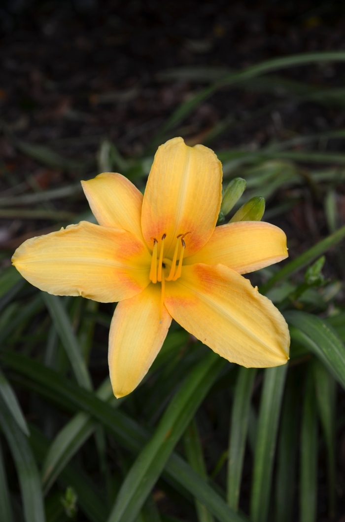 Yellow Hybrid Daylily - Hemerocallis from Roots Garden Center Inc