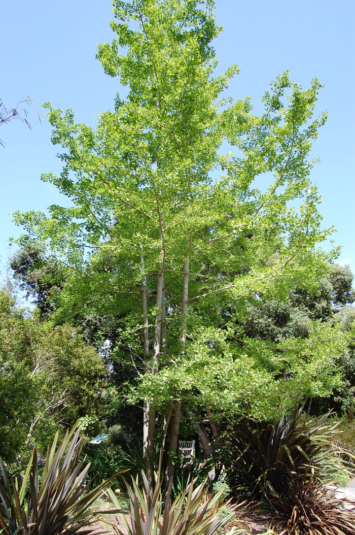 Ginkgo - Ginkgo biloba from Roots Garden Center Inc