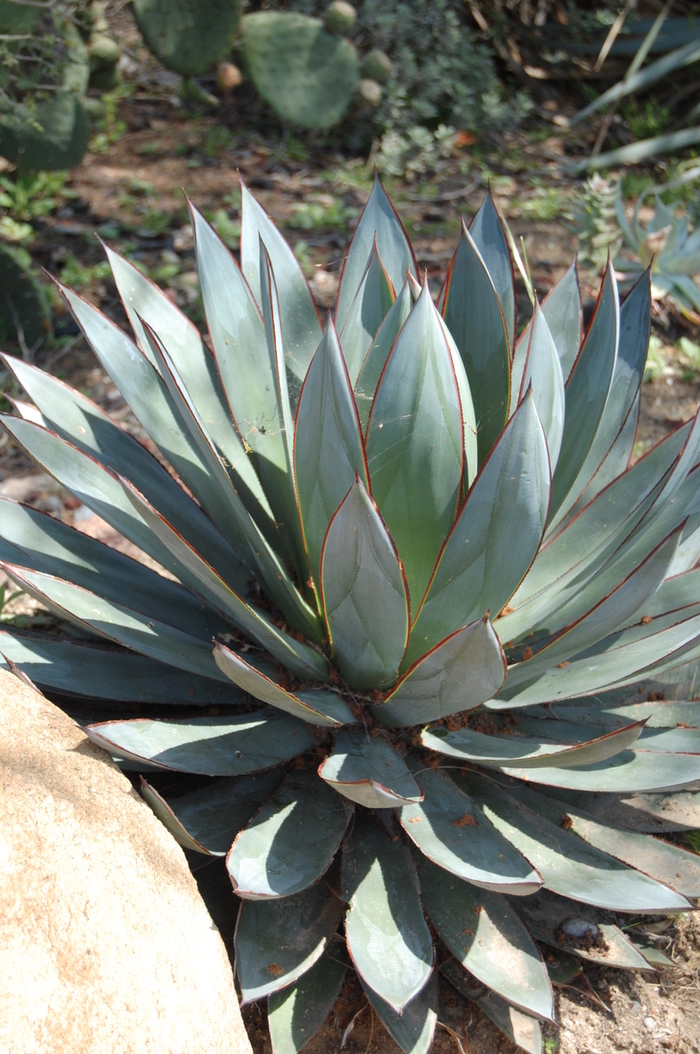 Agave 'Blue Glow' - Succulent from Roots Garden Center Inc