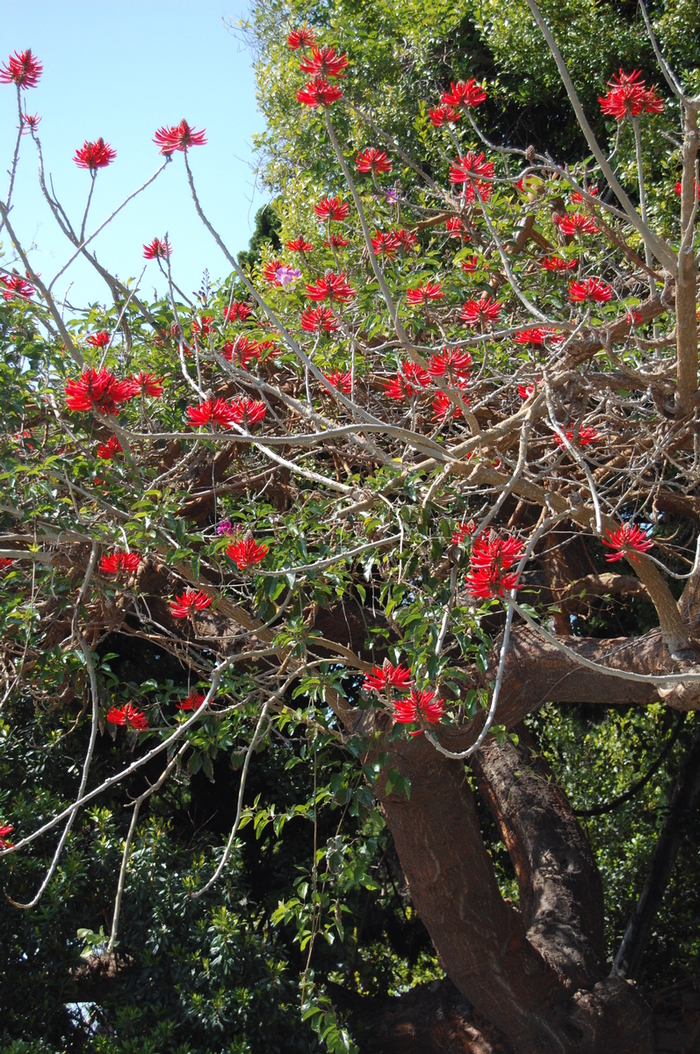 Naked Coral Tree - Erythrina coralloidea from Roots Garden Center Inc