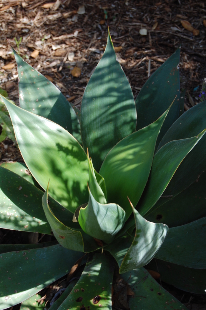 'Blue Flame' Century Plant - Agave from Roots Garden Center Inc