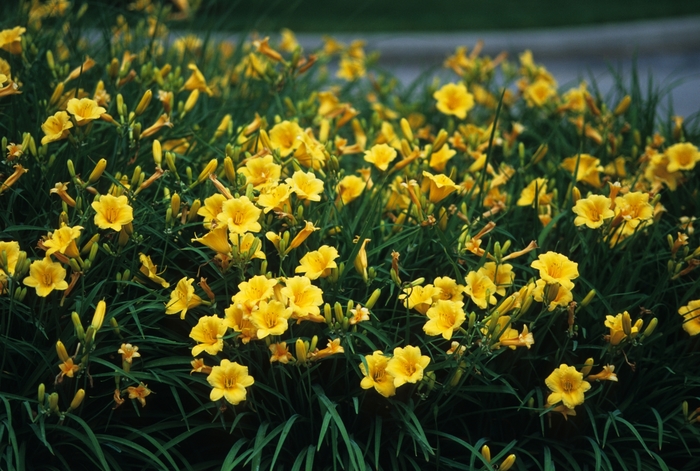 'Stella d' Oro' - Hemerocallis (Daylily) from Roots Garden Center Inc