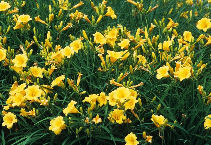 Daylily - Hemerocallis 'Stella d' Oro' from Roots Garden Center Inc