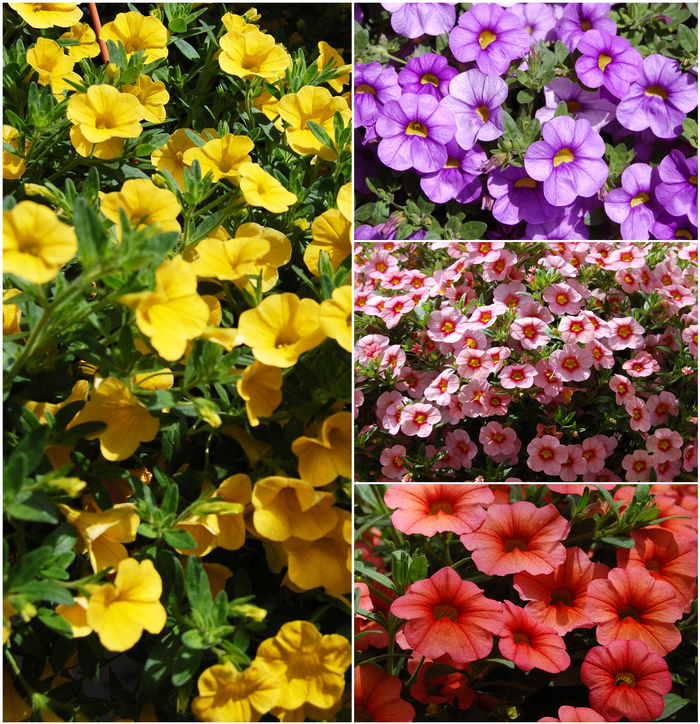 Aloha™ Calibrachoa - Multiple Varieties from Roots Garden Center Inc