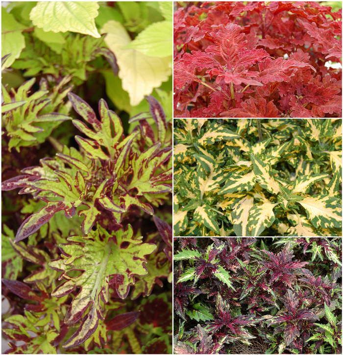 Stained Glassworks™ - Coleus - Multiple Varieties from Roots Garden Center Inc