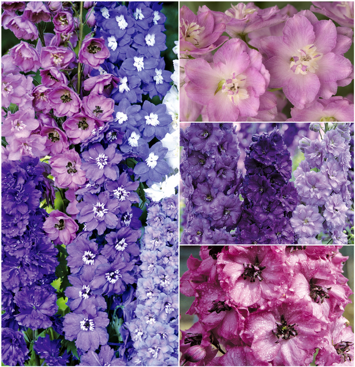 Multiple Varieties - Delphinium from Roots Garden Center Inc