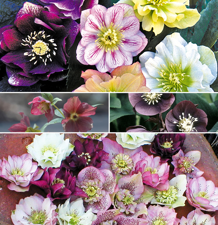 'Multiple Varieties' Lenten Rose - Helleborus from Roots Garden Center Inc