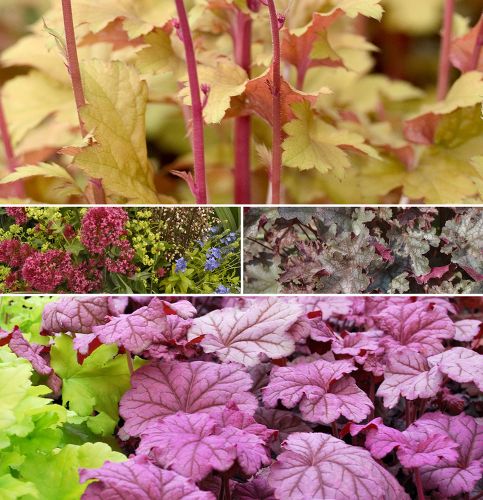 Assorted Coral Bells - Heuchera from Roots Garden Center Inc