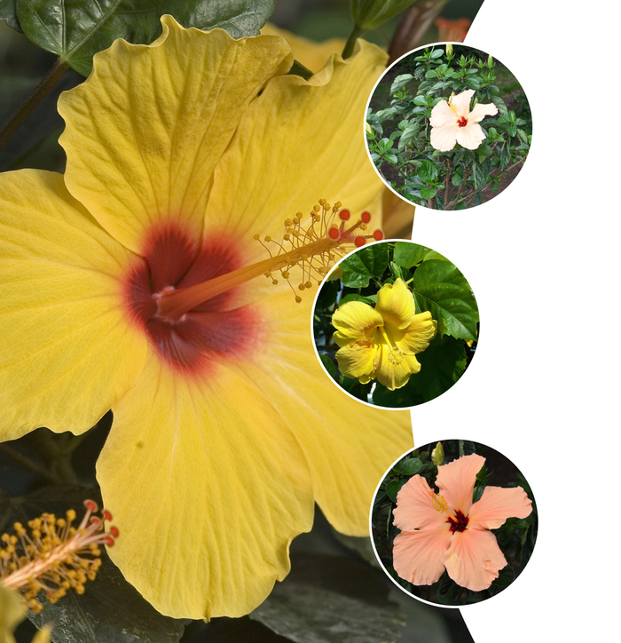 'Multiple Varieties' Tropical Hibiscus - Hibiscus rosa-sinensis from Roots Garden Center Inc