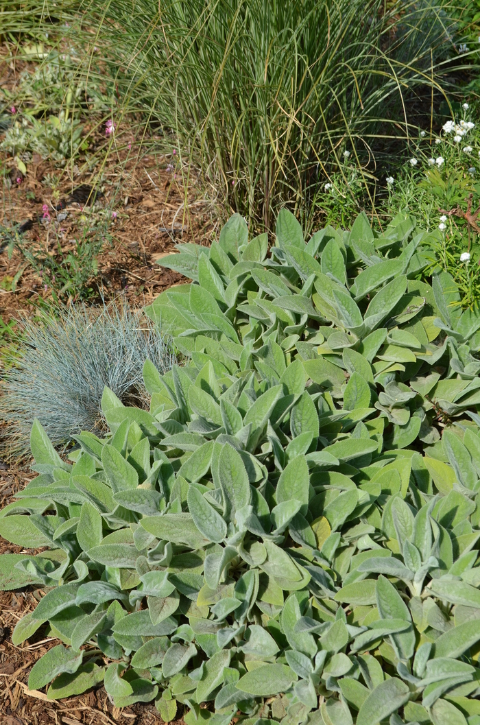 Lamb's Ears - Stachys byzantina from Roots Garden Center Inc