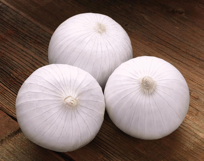 Azteca F1 - Short Day Onion from Roots Garden Center Inc