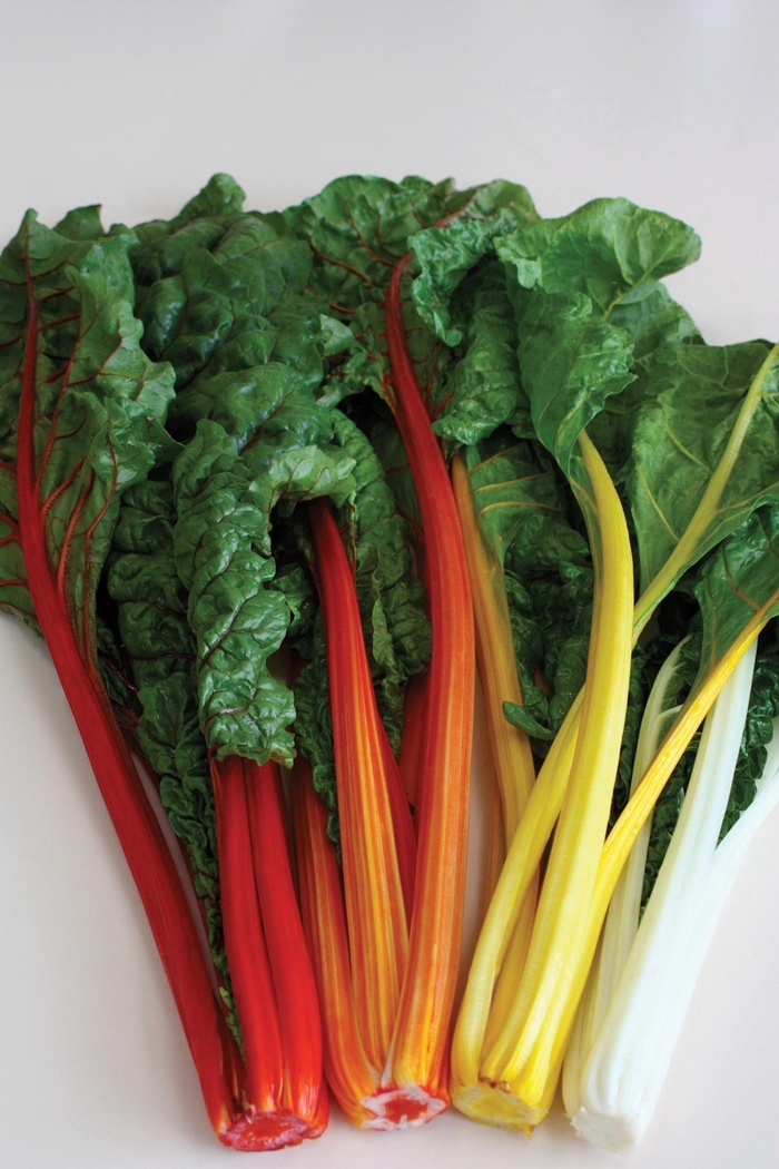 Celebration - Swiss Chard from Roots Garden Center Inc