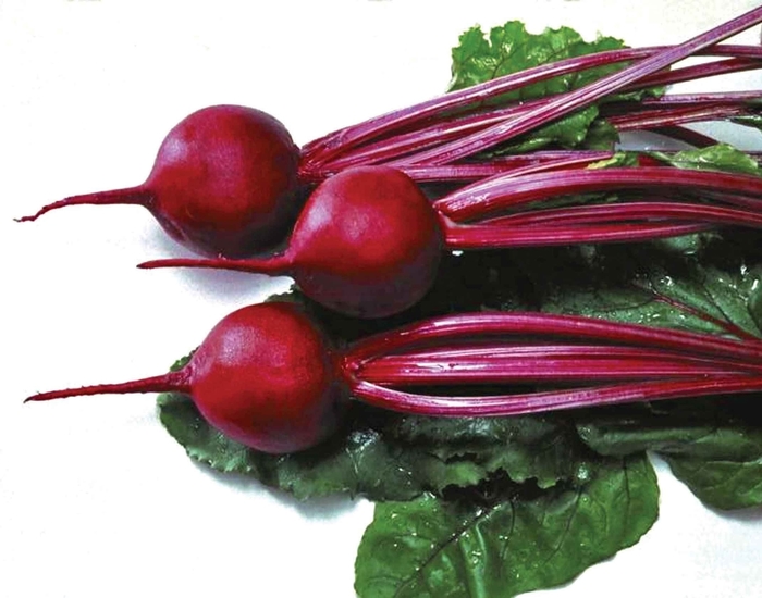 Solo F1 - Beet from Roots Garden Center Inc