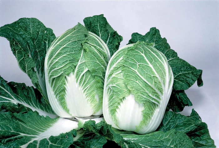 China Express F1 - Chinese Cabbage from Roots Garden Center Inc