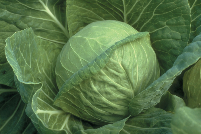 Fast Vantage Cabbage - Brassica oleracea var. capitat from Roots Garden Center Inc