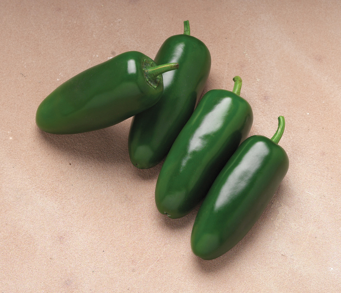 Campeon F1 - Jalapeno Pepper from Roots Garden Center Inc