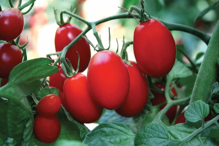 'Amai' Tomato - Lycopersicon esculentum from Roots Garden Center Inc
