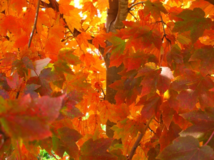 'October Glory' Red Maple - Acer rubrum from Roots Garden Center Inc