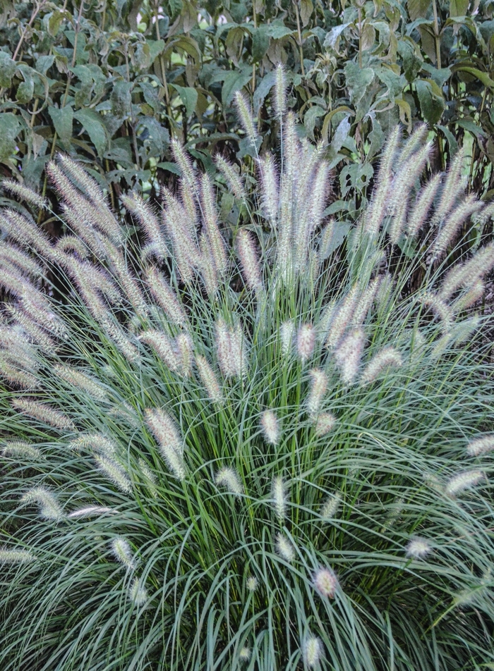 Dwarf Fountain Grass - Pennisetum alopecuroides 'Hameln' from Roots Garden Center Inc