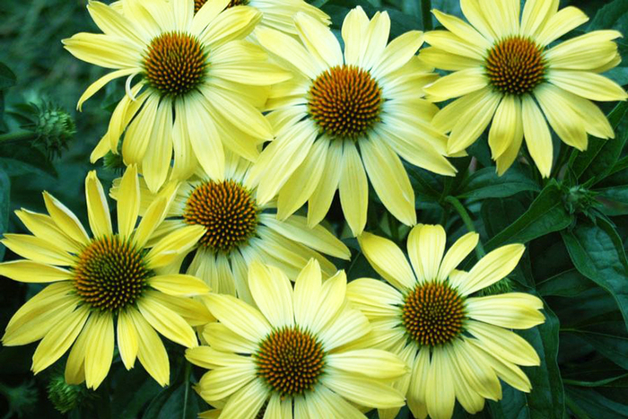 Coneflower 'Sunrise' - Echinacea Big Sky™ 'Sunrise' from Roots Garden Center Inc
