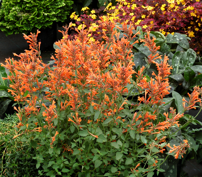 Kudos™ 'Mandarin' - Agastache (Hummingbird mint) from Roots Garden Center Inc