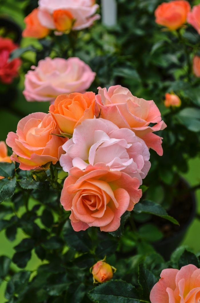 Peach Drift® - Shrub Rose from Roots Garden Center Inc