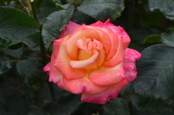 Rosa Dream Come True - Grandiflora Rose from Roots Garden Center Inc