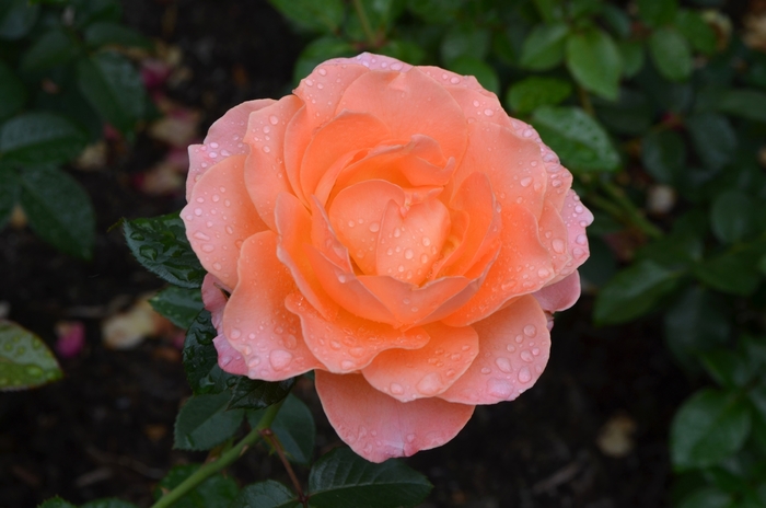 'Jump for Joy' Rose - Rosa hybrid from Roots Garden Center Inc