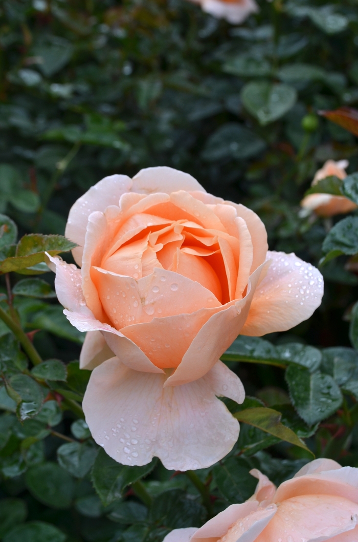 Abbaye de Cluny™ - Rosa hybrid 'Meibrinpay' from Roots Garden Center Inc