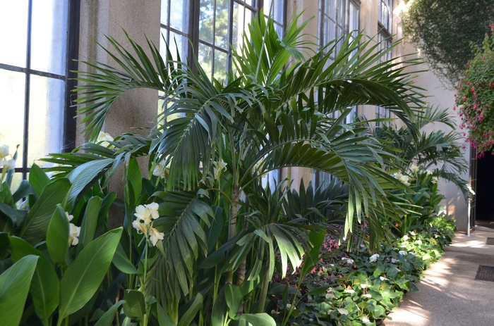 Christmas Palm - Adonidia merrillii from Roots Garden Center Inc