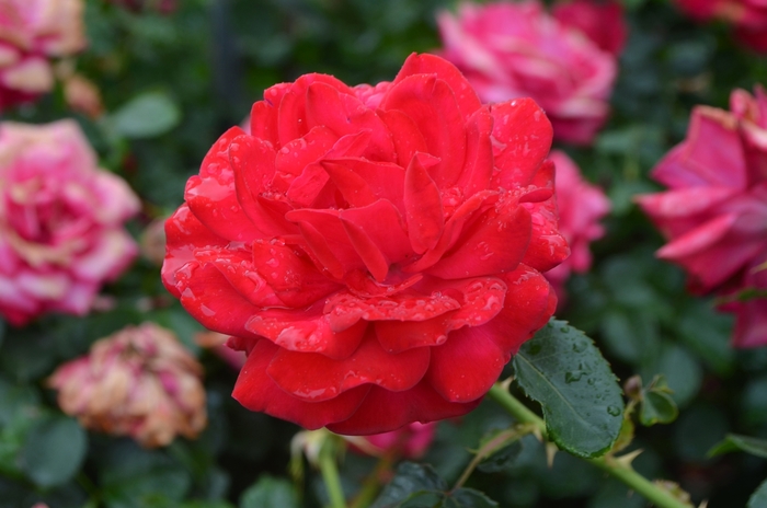 Easy Elegance® Super Hero Rose - Rosa 'BAIsuhe' from Roots Garden Center Inc