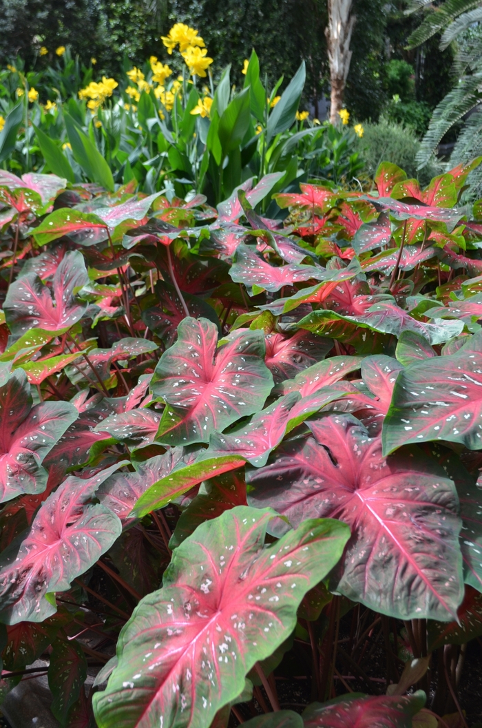 Red Flash - Caladium hortulanum 'Red Flash' from Roots Garden Center Inc