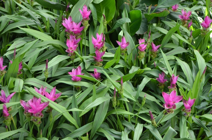 Siam Tulip - Curcuma alismatifolia from Roots Garden Center Inc