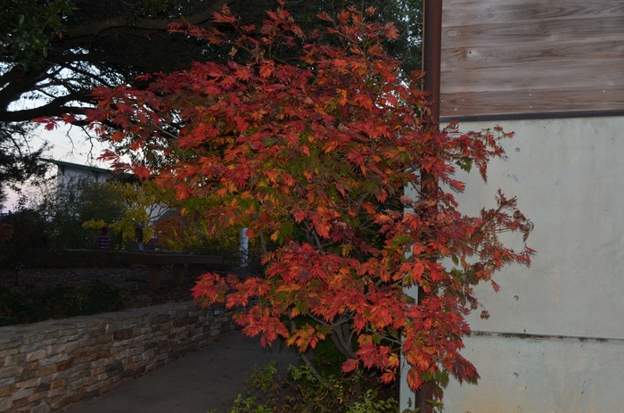 Fern-Leaf Full Moon Maple - Acer japonicum 'Filicifolium' from Roots Garden Center Inc