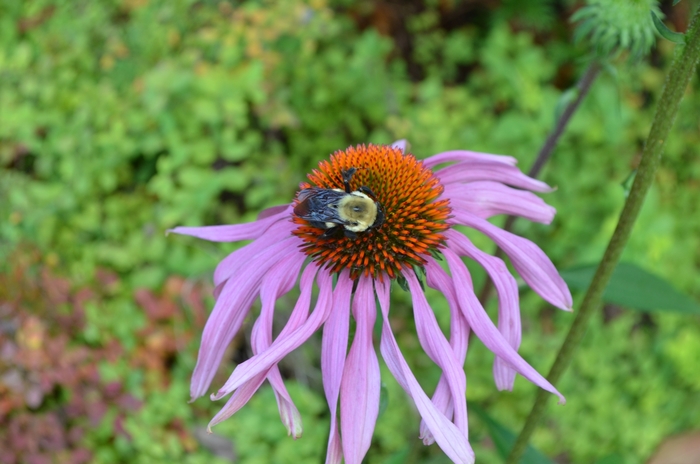 Purple Coneflower - Echinacea purpurea (Purple Coneflower) from Roots Garden Center Inc