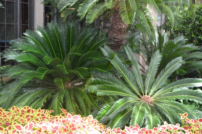Sago Palm - Cycas revoluta from Roots Garden Center Inc