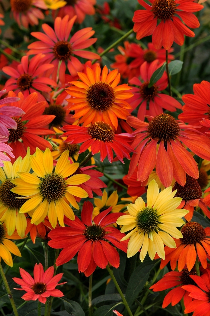 'Cheyenne Spirit' Coneflower - Echinacea from Roots Garden Center Inc