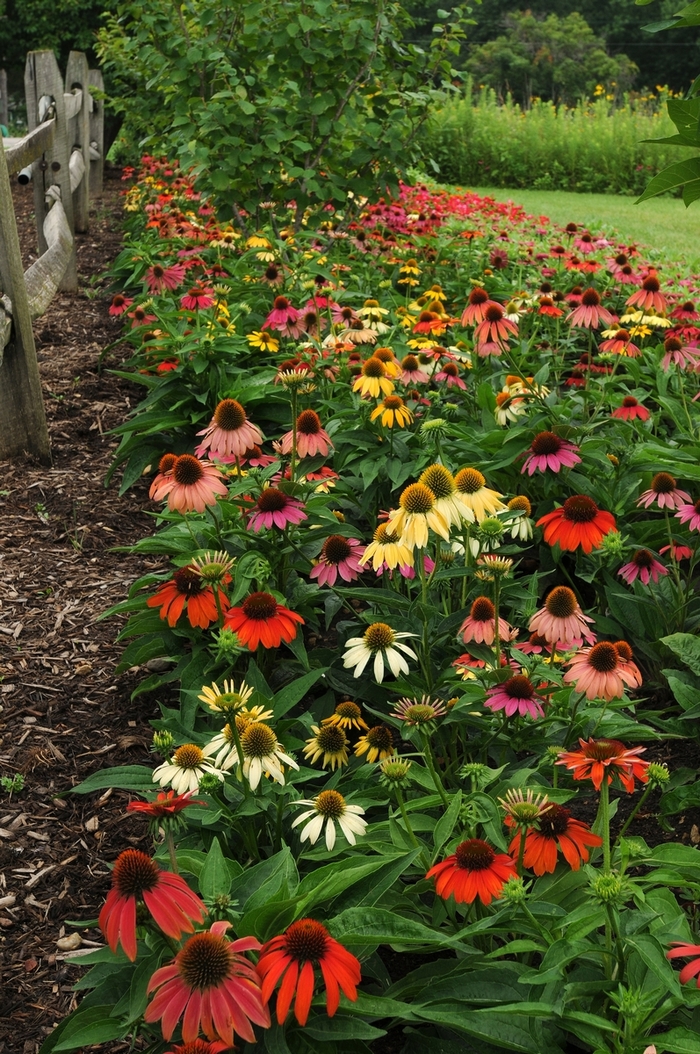 'Cheyenne Spirit' Coneflower - Echinacea from Roots Garden Center Inc